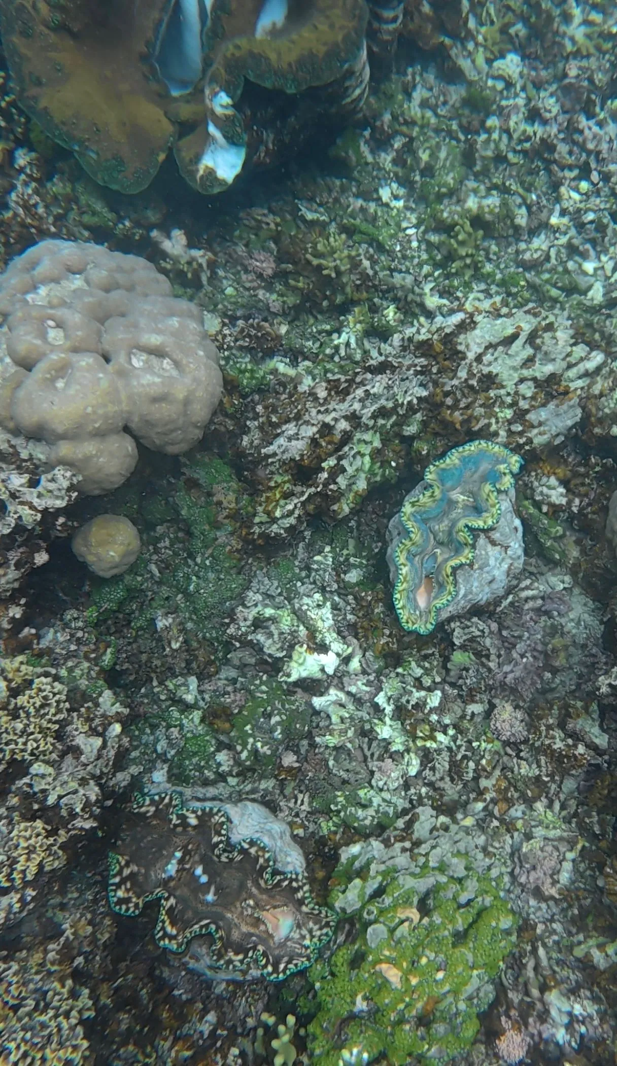 SAVAIA, LEFAGA, UPOLU ISLAND, SAMOA