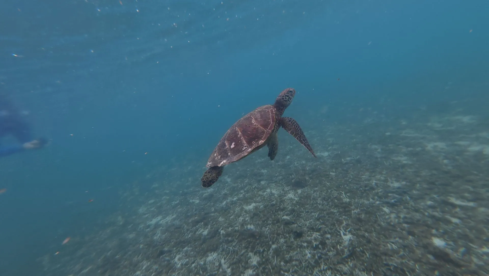 SAVAIA, LEFAGA, UPOLU ISLAND, SAMOA