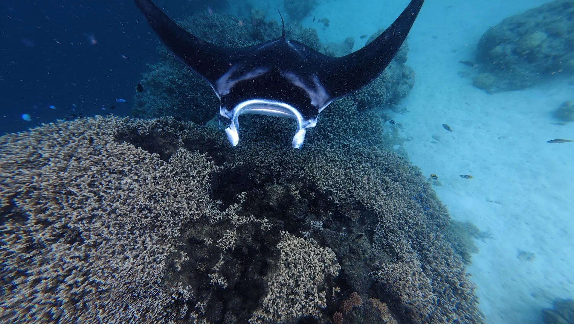 BORA BORA, FRENCH POLYNESIA - UNDER WATER