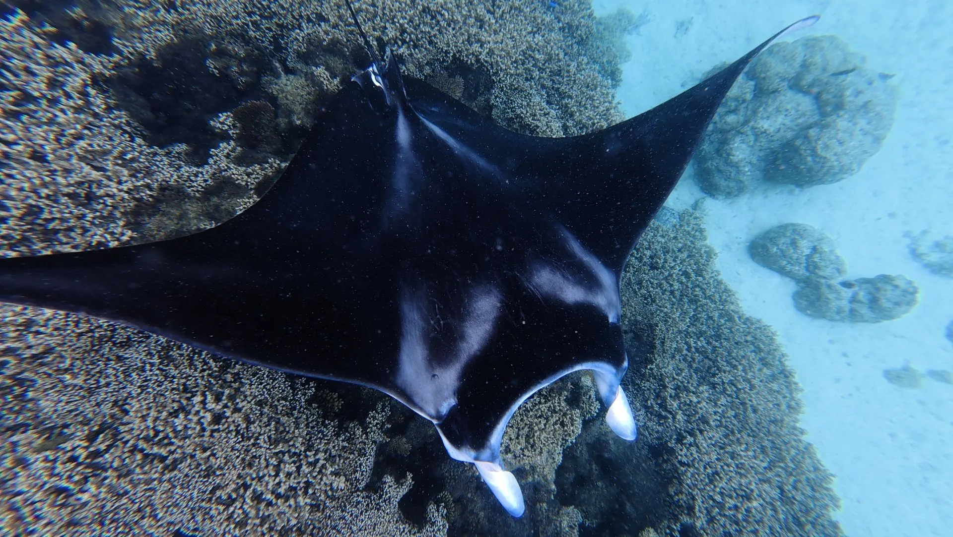 BORA BORA, FRENCH POLYNESIA - UNDER WATER