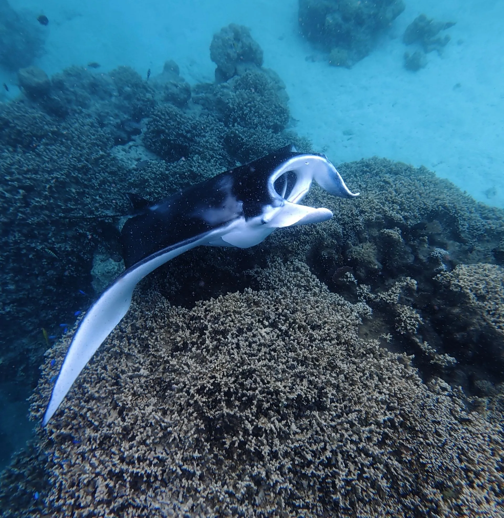 BORA BORA, FRENCH POLYNESIA - UNDER WATER