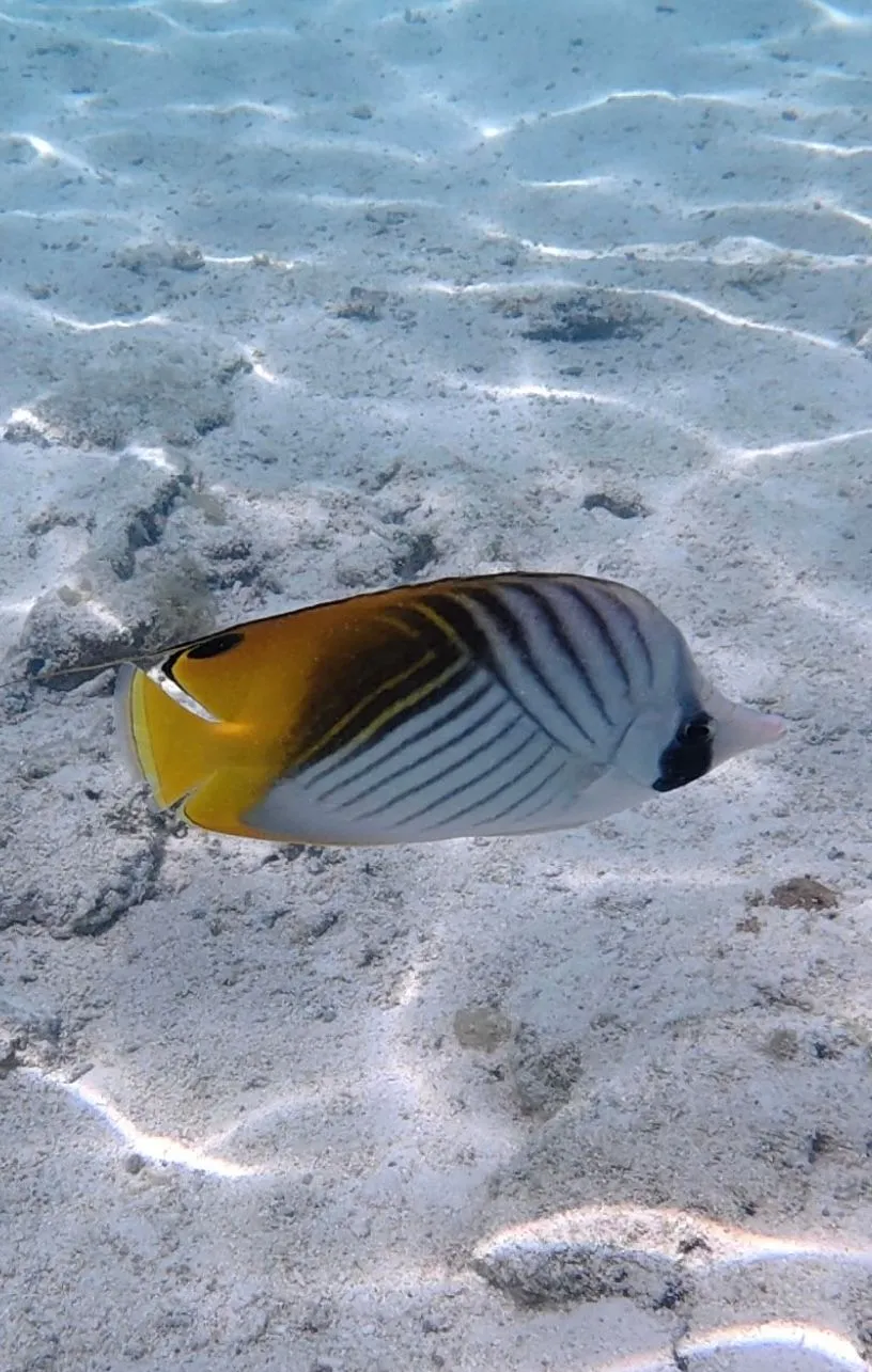 BORA BORA, FRENCH POLYNESIA - UNDER WATER