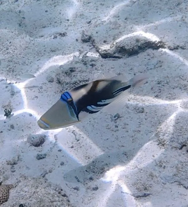 BORA BORA, FRENCH POLYNESIA - UNDER WATER