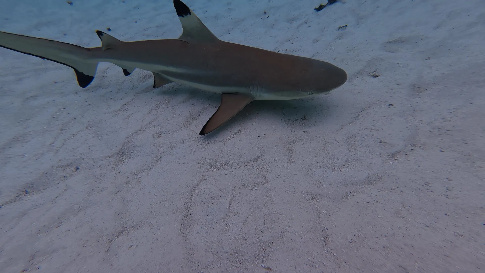 MOOREA,  FRENCH POLYNESIA - SAILING