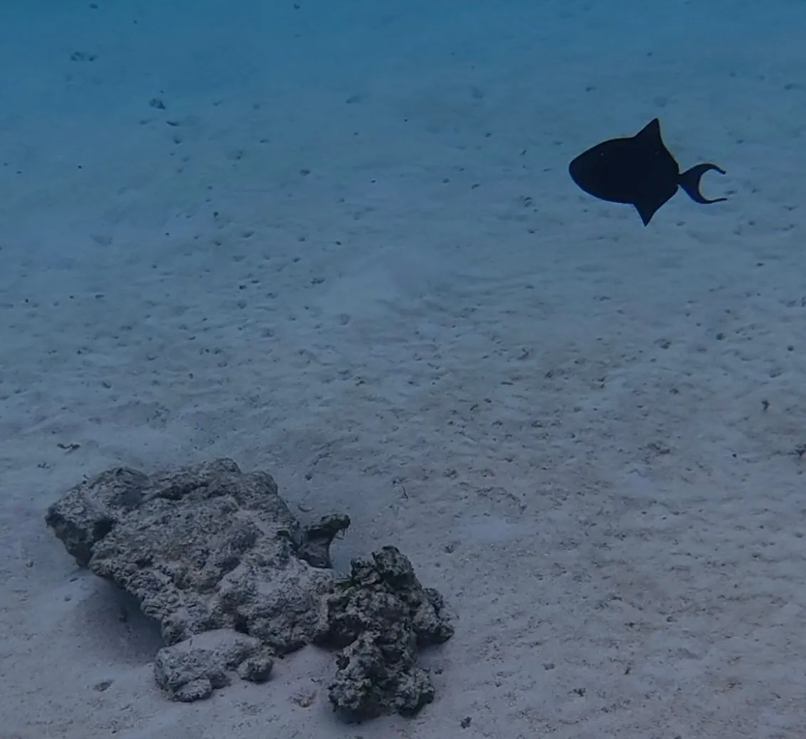 MOOREA,  FRENCH POLYNESIA - SAILING