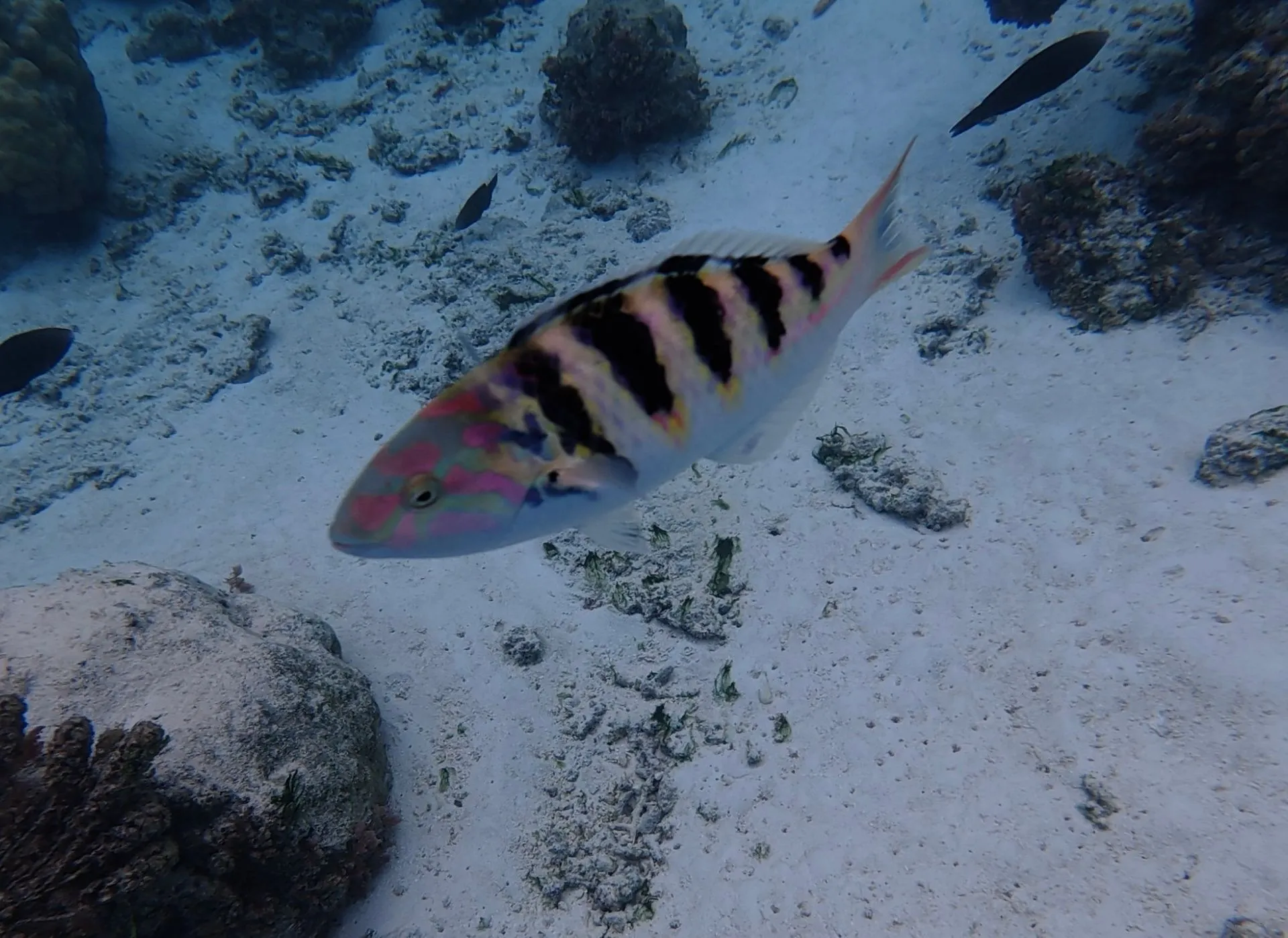 MOOREA,  FRENCH POLYNESIA - SAILING