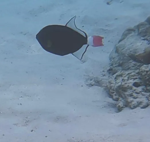 MOOREA,  FRENCH POLYNESIA - SAILING